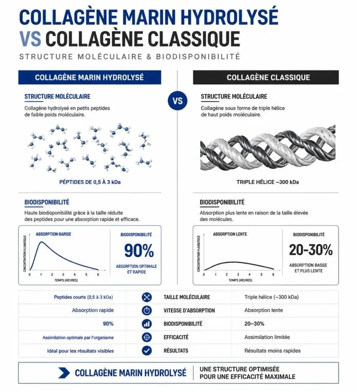 Structure moléculaire et biodisponibilité du collagène marin hydrolysé